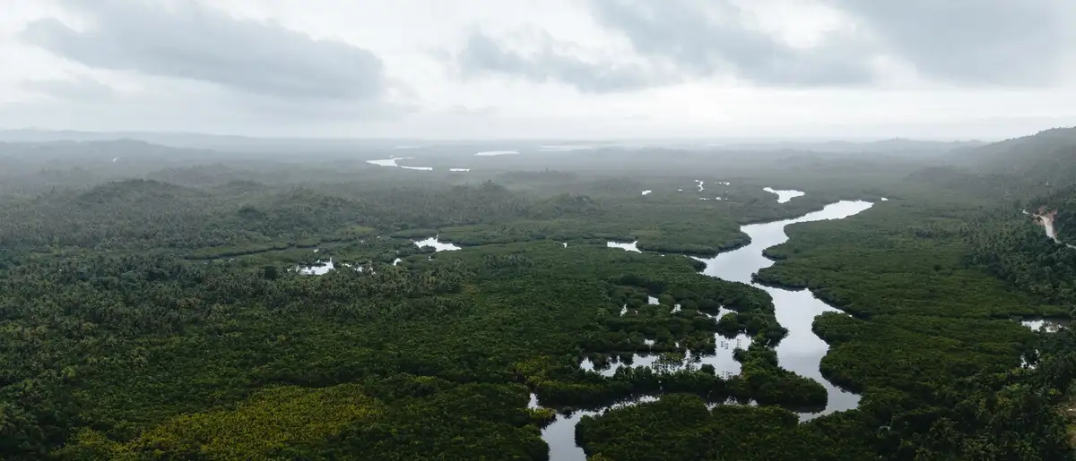 Aerial view of green mangrove forest and winding tidal channels on Siargao Island.
