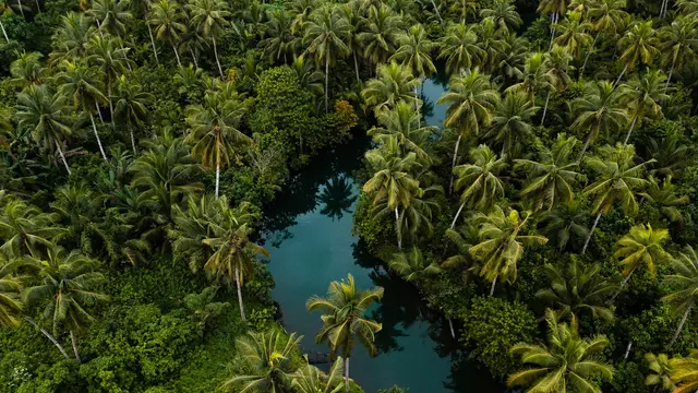 Aerial view of the Maasin River winding through dense coconut palm forest in Pilar, Siargao.